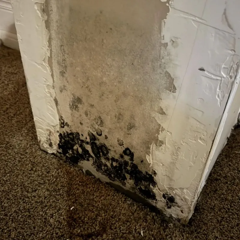 Professional Mold Removal in Westport, IN
